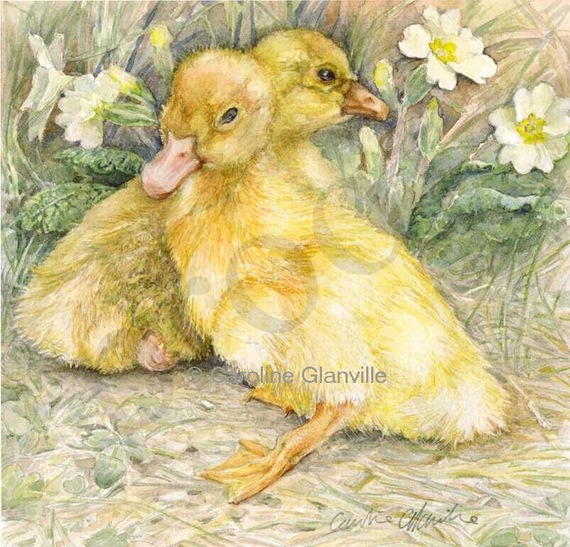 pretty  gosling & duckling, painting by Caroline Glanville 